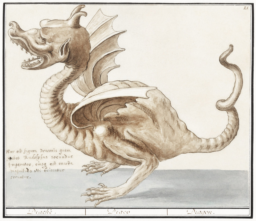 Drachenzeichnung von Anselmus Boëtius de Boodt (1550–1632)