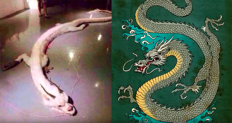 Drachen-Fang eines chinesischen Fischers beim Angeln, Wuliangsu-See in der Inneren Mongolei