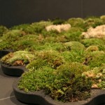 Moosteppich in der Nahansicht