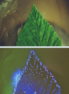 Laubblatt vor und nach der Kirlianfotografie Laubblatt vor und nach der Kirlianfotografie