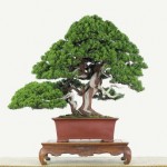 Podocarpus Costalis in Bonsai-Form Podocarpus Costalis in Bonsai-Form