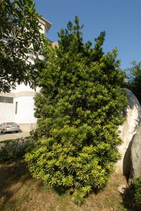 Podocarpus Costalis in freier Natur Podocarpus Costalis in freier Natur (Foto: Li Chieh Pan)