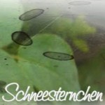 Schneesternchen