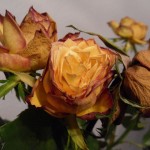 Welke Rosen