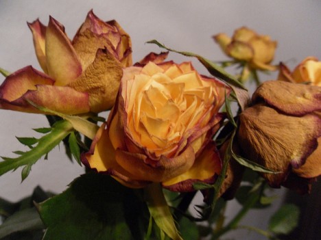 Wer welke Rosen verschenkt, signalisiert: "Es ist aus!"