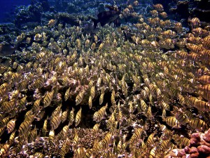 Fischschwarm: In Harmonie mit der Umgebung Fischschwarm: In Harmonie mit der Umgebung