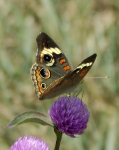 Schmetterling: Sein Flügelschlag beeinflusst den Lauf der Dinge Schmetterling: Sein Flügelschlag beeinflusst den Lauf der Dinge