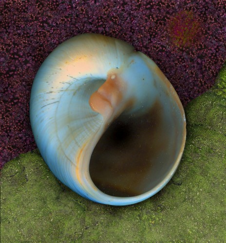 Yin und Yang
