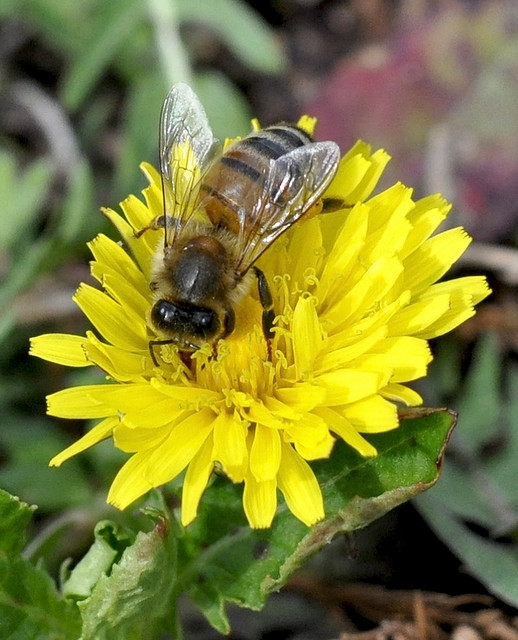 Apis Mellifera, lat. für Honigbiene