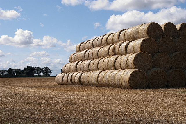 Optisch sehen die großen runden Strohballen wie Landart-Skulpturen aus, als Baustoff sind jedoch nur die rechteckigen Ballen gefragt, die in der Landwirtschaft kaum noch verwendet werden. (Foto: Jana Hst)