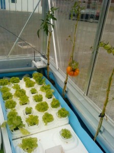 Gemüseanbau im Gewächshaus der Containerfarm auf dem Gelände der Malzfabrik Berlin Gemüseanbau im Gewächshaus der Containerfarm auf dem Gelände der Malzfabrik Berlin