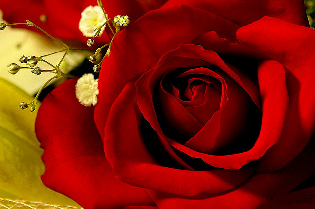 Rote Rose: Ein fast universelles Symbol der Liebe Rote Rose: Ein fast universelles Symbol der Liebe