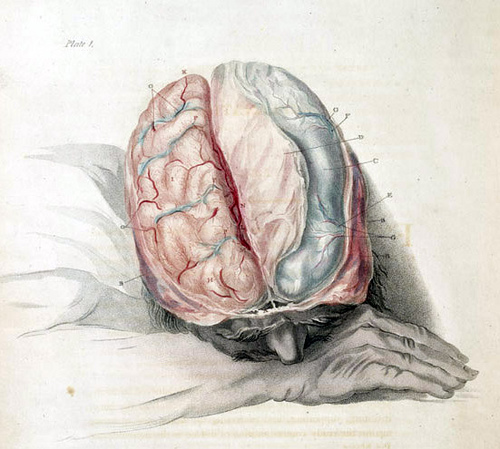 Charles Bell: Die Anatomie des Gehirns (Stich um 1802)