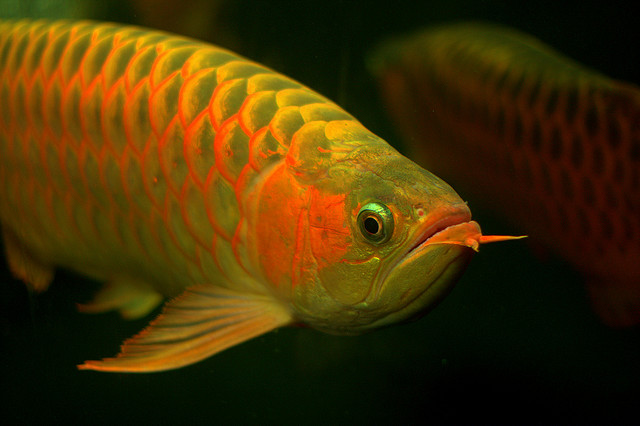 Reinkarnation der mythischen Drachen: Der Arowana Fisch