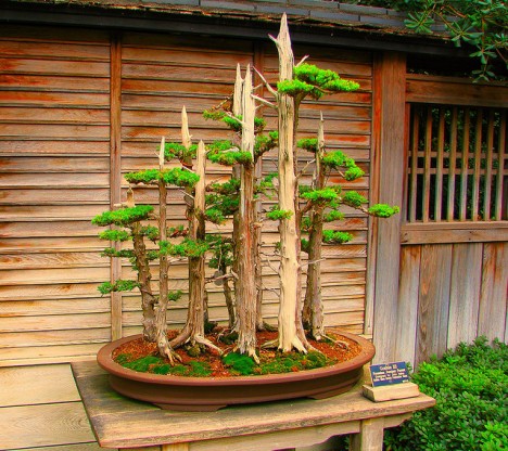 Bonsai gehören in einen Japangarten