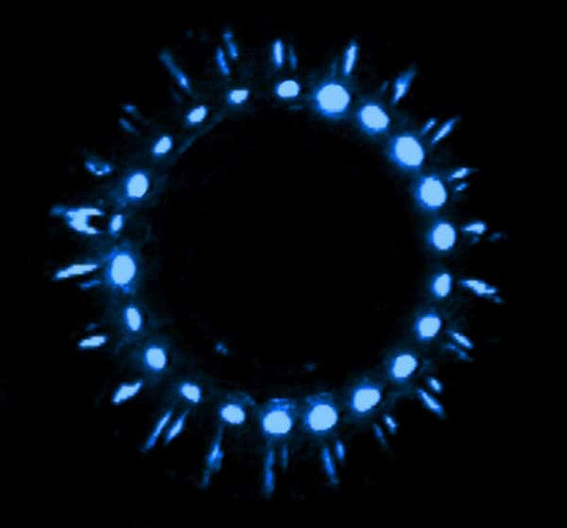 Biolumineszenz einer Qualle