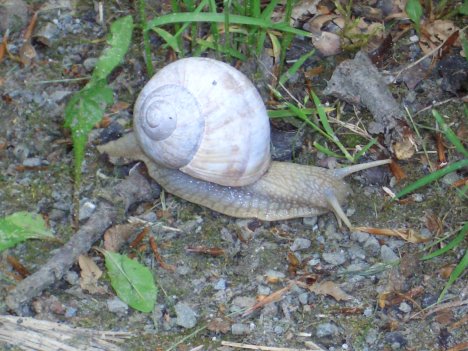 Schnecke - lässt sich nicht hetzen