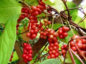 Schizandra-Beeren Schizandra-Beeren