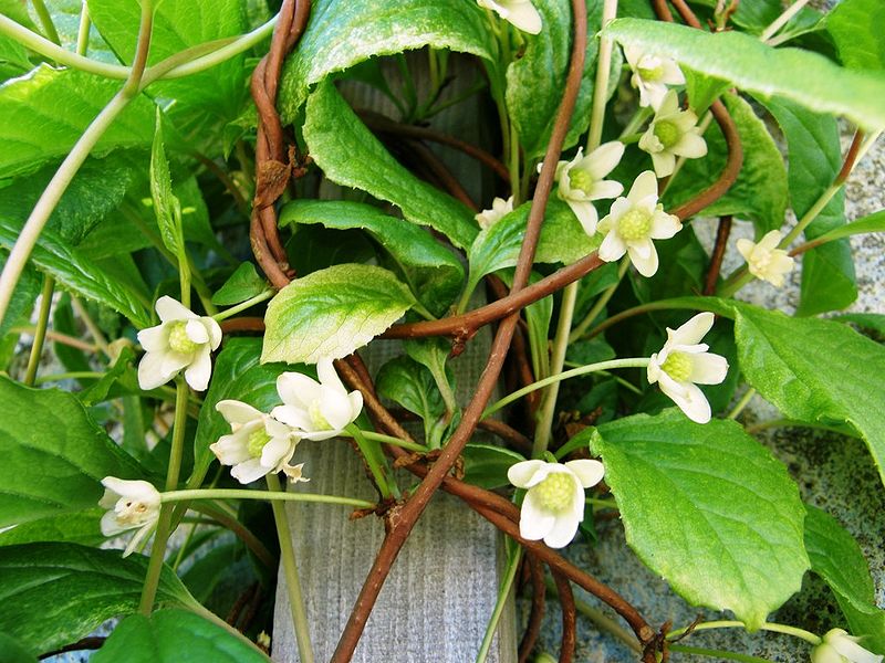 Schizandra - eine lianenartige Heilpflanze, der besondere Kräfte nachgesagt werden