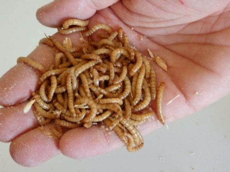 So sehen Mehlwürmer aus. Die biologisch korrekte Bezeichnung ist Mehlkäfer (Tenebrio molitor