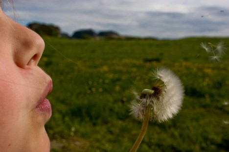 Die Samen einer Pusteblume lassen los, um an einem anderen Ort etwas Neues anzufangen Die Samen einer Pusteblume lassen los, um an einem anderen Ort etwas Neues anzufangen
