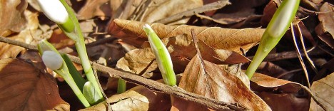 Typisch Vorfrühling! Ein Schneeglöckchen kämpft sich unverdrossen durch die Laubdecke. Foto (C) Irmgard Brottrager