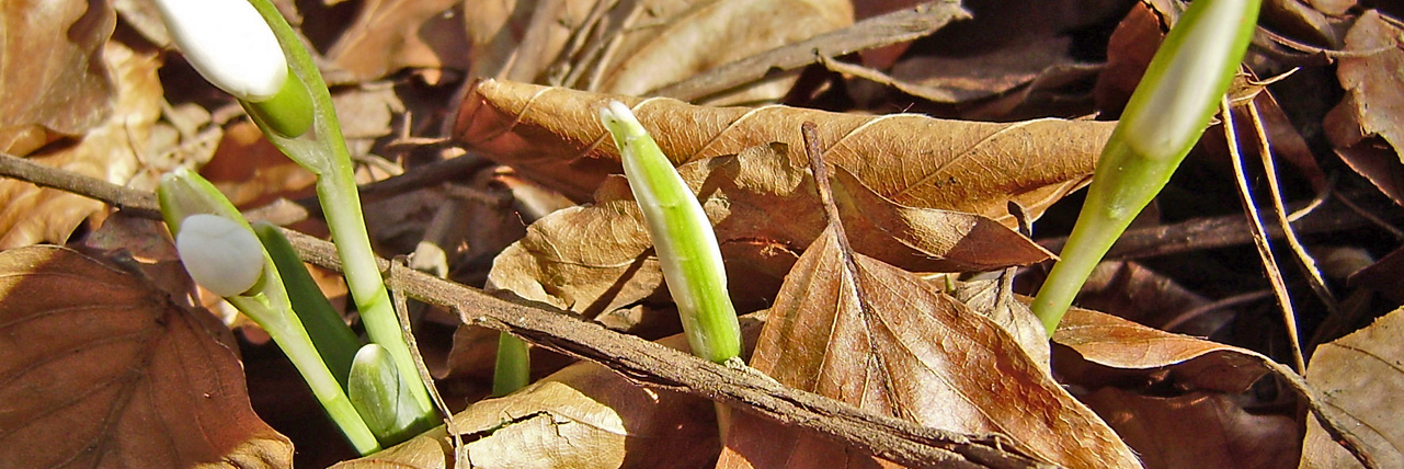 Typisch Vorfrühling! Ein Schneeglöckchen kämpft sich unverdrossen durch die Laubdecke. Foto (C) Irmgard Brottrager