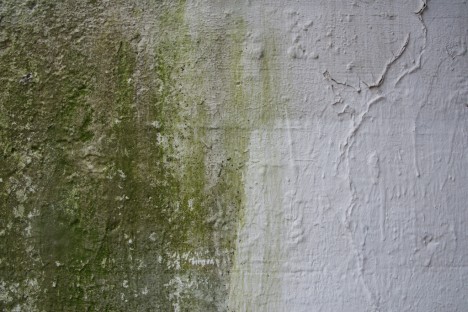 Achtung bei Feuchtigkeit im Keller: Feuchte Wände lassen schnell Schimmelpilze gedeihen. Abhilfe schafft nur schnelles Handeln! Achtung bei Feuchtigkeit im Keller: Feuchte Wände lassen schnell Schimmelpilze gedeihen. Abhilfe schafft nur schnelles Handeln!