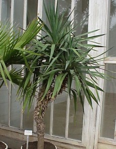 feng shui-Yucca_aloifolia