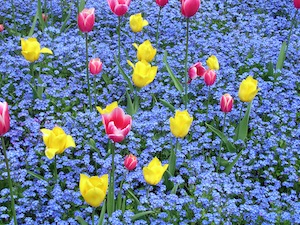 feng_shui_garten_fruehling