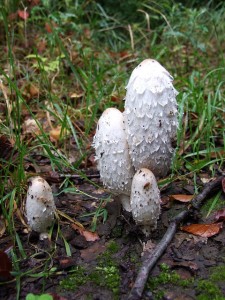 Pilze wie diese Schopftintlinge bevorzugen nährstoffreiche feuchte Böden und sind ein guter Indikator für die jeweilige Bodenbeschaffenheit