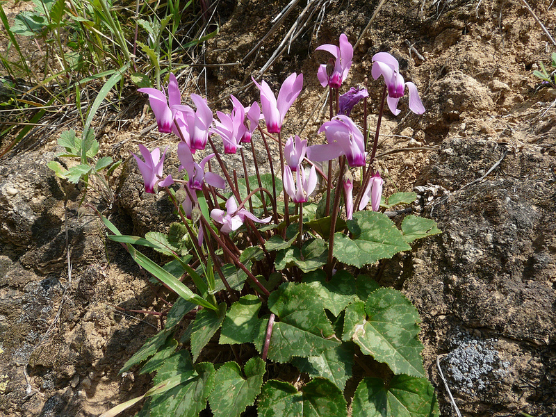 Das Alpenveilchen (Cyclamen persicum) in freier Natur, Jordanien 2012