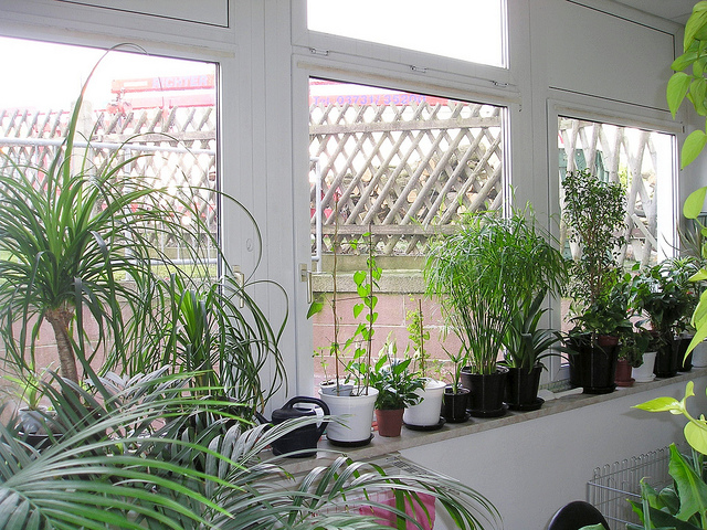 Der ursprüngliche Zweck eines Wintergartens bestand darin, Pflanzen während der Wintermonate einen lichtreichen Raum zur Verfügung zu stellen