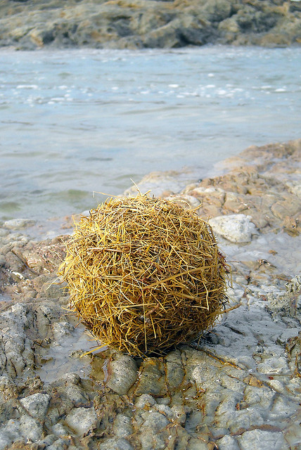 Naturprodukt Seegras, Foto (C) lotus8
