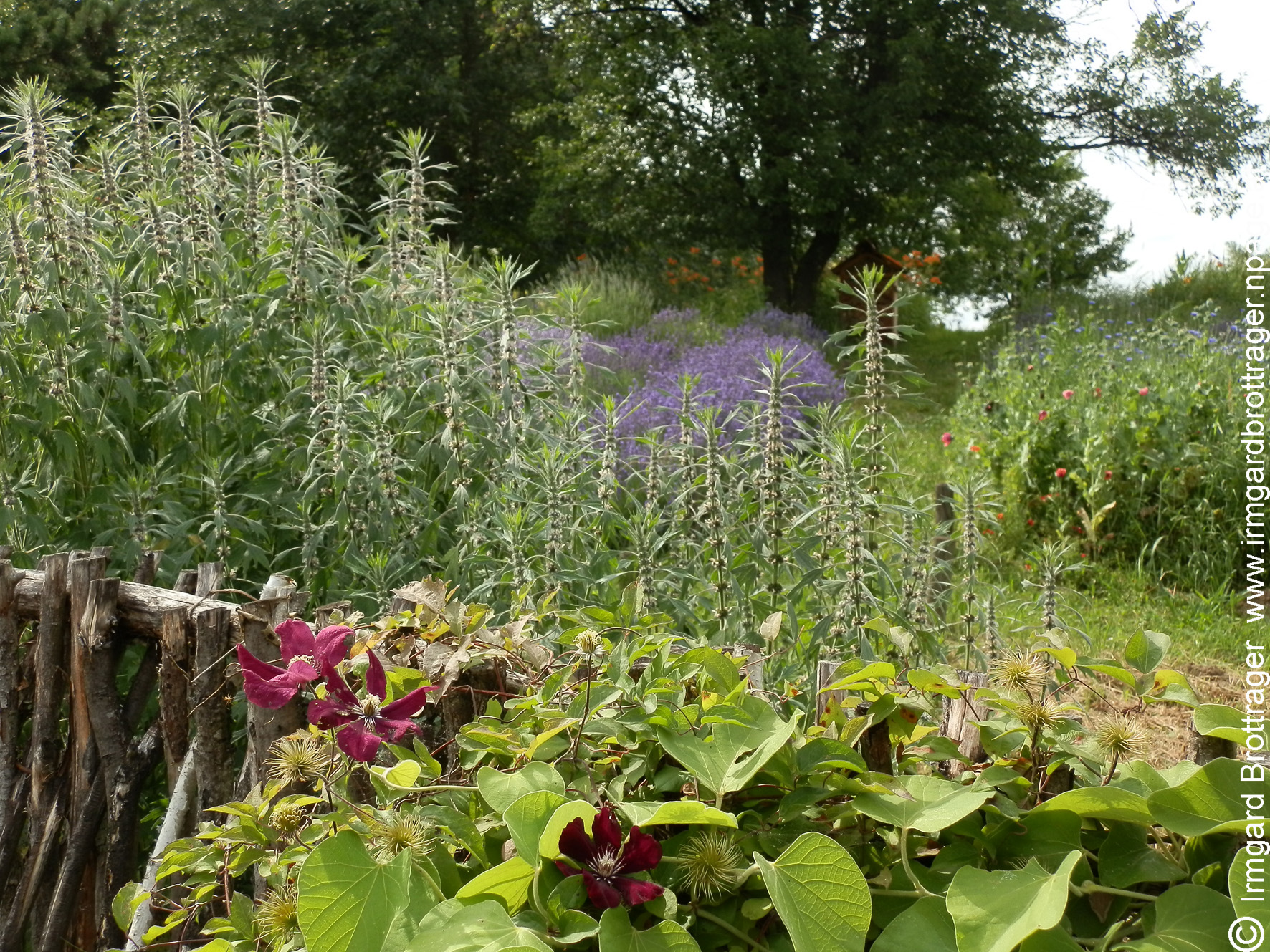 Kräutergarten "Seifenkraut" bei Gleisdorf in der Ost-Steiermark, Foto (C) Irmgard Brottrager
