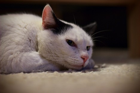 Foto (C) flickr / jeyulio_