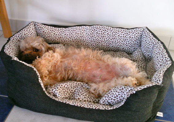 seipel_feng_shui_hund