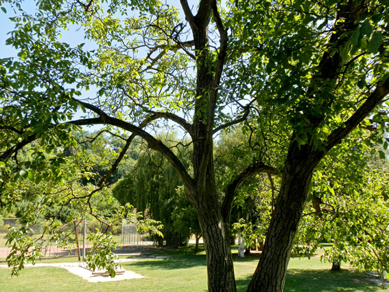 Nussbaum, gesehen in Graz-Geidorf, Foto (C) Irmgard Brottrager