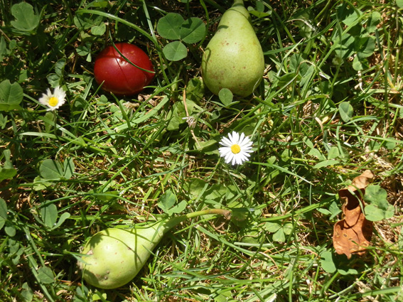 Fallobst, gesehen in Graz-Geidorf, Foto (C) Irmgard Brottrager