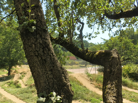 Birnbaum, gesehen in Graz-Geidorf, Foto (C) Irmgard Brottrager