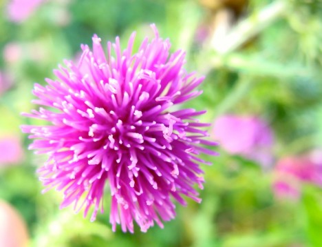 Die Natur beschenkt uns mit Lila-Kunstwerken. Doch ist es eine gute Farbe für Räume? Foto: H.Seipel