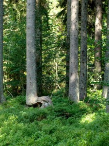 Ein Massivholzparkett wirkt durch seinen natürlichen Charakter. Foto: H.Seipel