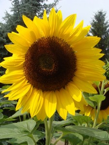 Eine Sonnenblume als Symbol der fünften Jahreszeit. Foto: Hedwig Seipel