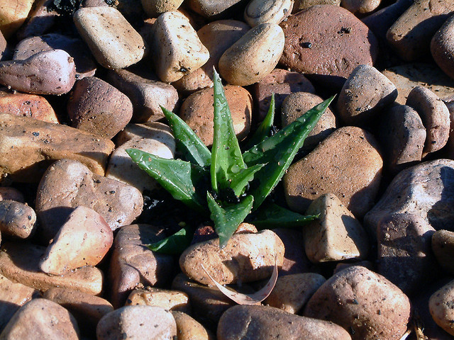 Aloe im Steingarten: Es gibt wohl wenig treffendere Symbole für die Kräfte von Yin und Yang