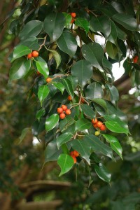 Die Früchte des Ficus Benjamina in freier Natur