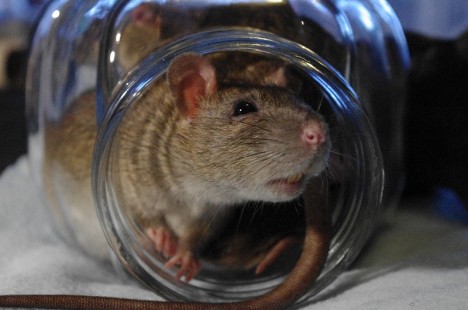 Berliner Forscher fanden heraus, dass Ratten in Charité-Nähe häufiger multiresistente Keime trugen als andere Ratten