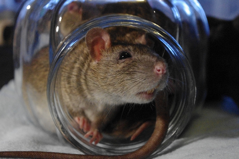 Berliner Forscher fanden heraus, dass Ratten in Krankenhausnähe häufiger multiresistente Keime trugen als andere Ratten