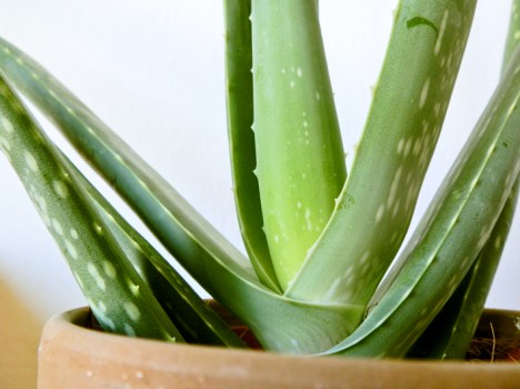 Aloe Vera, Foto (C) Irmgard Brottrager