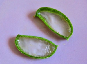 Aloe Vera Gel, Foto (C) Irmgard Brottrager