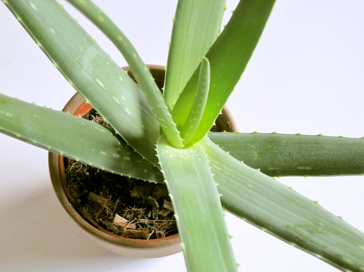 Aloe Vera, Foto (C) Irmgard Brottrager
